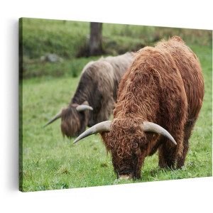 Artaza Canvas Schilderij Twee Schotse Hooglanders Koeien Grazen Gras - 150x100 cm - Groot - Foto Op Canvas - Wanddecoratie Woonkamer
