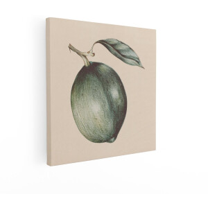Artaza Canvas Schilderij Gedetailleerde Illustratie van een Enkele Groene Vrucht met een Blad aan een Tak - 90x90 cm - Groot - Wanddecoratie Woonkamer - Schilderijen - Muurdecoratie