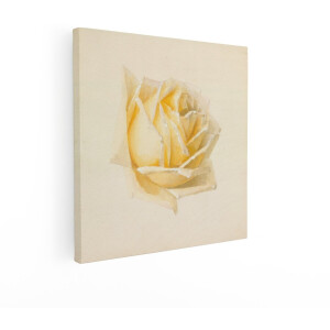 Artaza Canvas Schilderij Delicaat Aquarelschilderij van een Enkele Gele Roosblos op een Zachte Achtergrond - 50x50 cm - Wanddecoratie Woonkamer - Schilderijen - Muurdecoratie