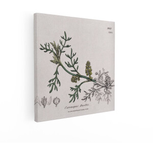 Artaza Canvas Schilderij Botanische Illustratie Coronopus Ruellii - 50x50 cm - Wanddecoratie Vintage Plant - Muurdecoratie Kruiden - Decoratie Retro