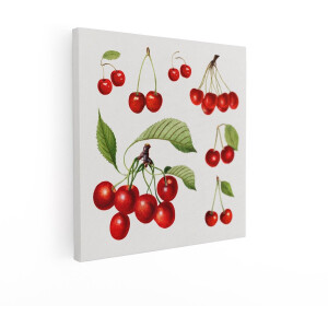 Artaza Canvas Schilderij Gedetailleerde Illustratie van Verse Rode Kersen met Bladeren en Steeltjes - 90x90 cm - Groot - Wanddecoratie Woonkamer - Schilderijen - Muurdecoratie