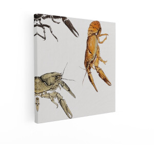 Artaza Canvas Schilderij Rivierkreeft - 50x50 cm - Wanddecoratie Dieren - Muurdecoratie Vintage - Decoratie Natuur - Schilderijen Op Canvas