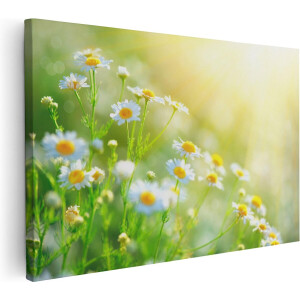 Artaza Canvas Schilderij Witte Kamille Bloemen Met Zonneschijn - 30x20 - Klein - Foto Op Canvas - Canvas Print