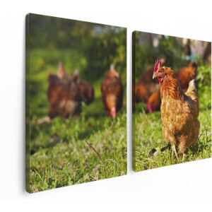 Artaza Canvas Schilderij Tweeluik Kippen in het Gras - 120x80 - Foto Op Canvas - Canvas Print