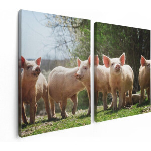 Artaza Canvas Schilderij Tweeluik Groep Jonge Varkens - 120x80 - Foto Op Canvas - Canvas Print