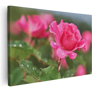 Artaza Canvas Schilderij Roze Roos Met Waterdruppels - 120x80 - Groot - Foto Op Canvas - Wanddecoratie Woonkamer