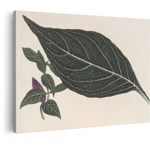 Artaza Canvas Schilderij Botanische Illustratie - 90x60 cm - Wanddecoratie Blad - Muurdecoratie Vintage - Decoratie Plant - Groen
