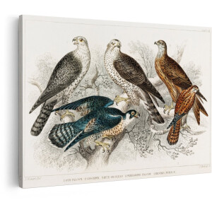Artaza Canvas Schilderij Roofvogels - 60x40 cm - Wanddecoratie Vogels - Muurdecoratie Vintage - Decoratie Havik En Slechtvalk - Schilderijen Op Canvas
