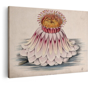 Artaza Canvas Schilderij Bloemen - 120x80 cm - Vintage Wanddecoratie Waterlelie - Muurdecoratie Botanische Illustratie - Decoratie Woonkamer