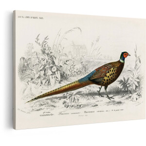 Artaza Canvas Schilderij Fazant - 120x80 cm - Wanddecoratie Vogels - Muurdecoratie Vintage - Decoratie Landelijk Natuur