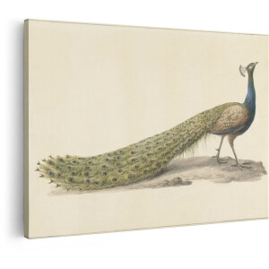 Artaza Canvas Schilderij Pauw - 90x60 cm - Wanddecoratie Vogels - Muurdecoratie Vintage Aquarel - Decoratie Dieren - Schilderijen Op Canvas