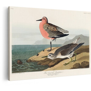 Artaza Canvas Schilderij Twee Roodborst Strandlopers op een Rotsachtige Kustlijn bij de Oceaan - 30x20 cm - Klein - Wanddecoratie Woonkamer - Schilderijen - Muurdecoratie