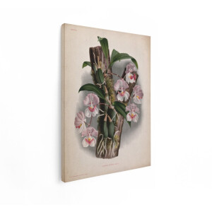Artaza Canvas Schilderij Orchidee - 90x120 cm - Botanische Wanddecoratie Bloemen - Muurdecoratie Aganisia Cyanea - Vintage Schilderijen Roze