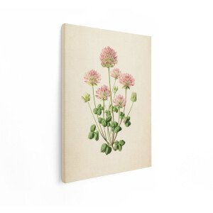 Artaza Canvas Schilderij Klaver Bloemen - 60x80 cm - Wanddecoratie Botanisch - Muurdecoratie Vintage - Decoratie Roze Bloemen