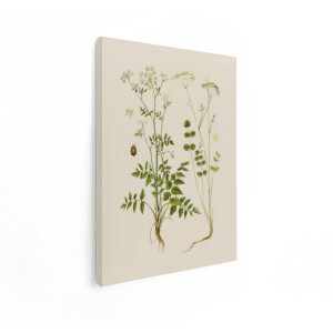 Artaza Canvas Schilderij Botanische Illustratie - 90x120 cm - Wanddecoratie Vintage Planten - Muurdecoratie Bloemen - Decoratie Kruiden
