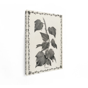 Artaza Canvas Schilderij Botanische Illustratie Melanocarpa - 90x120 cm - Wanddecoratie Vintage - Muurdecoratie Planten - Decoratie Zwart Wit