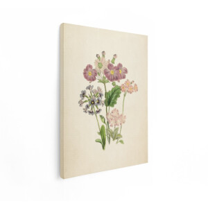 Artaza Canvas Schilderij Vintage Botanische Illustratie van Primulabloemen in Paarse - Roze en Blauwe Tinten - 30x40 cm - Klein - Wanddecoratie Woonkamer - Schilderijen - Muurdecoratie
