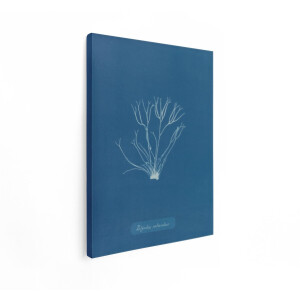 Artaza Canvas Schilderij Zeewier Cyanotypie - 90x120 cm - Vintage Wanddecoratie Zee - Muurdecoratie Plant - Decoratie Blauw