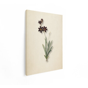 Artaza Canvas Schilderij Botanische Illustratie van Donkere Bloemen met Bladeren en een Bol - 90x120 cm - Groot - Wanddecoratie Woonkamer - Schilderijen - Muurdecoratie