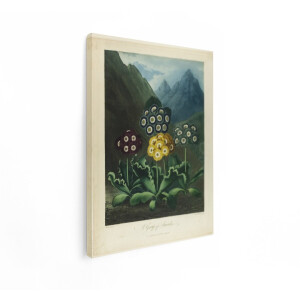 Artaza Canvas Schilderij Bloemen - 60x80 cm - Wanddecoratie Vintage Botanisch - Muurdecoratie Auriculas - Decoratie Woonkamer Kleurrijk