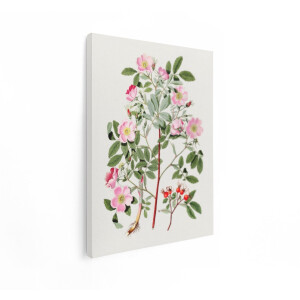 Artaza Canvas Schilderij Botanische Illustratie van Rozenbottels met Roze Bloemen en Groene Bladeren - 60x80 cm - Wanddecoratie Woonkamer - Schilderijen - Muurdecoratie