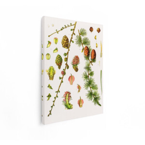 Artaza Canvas Schilderij Botanische Illustratie - 90x120 cm - Wanddecoratie Lariksboom - Muurdecoratie Vintage - Decoratie Natuur Kegels