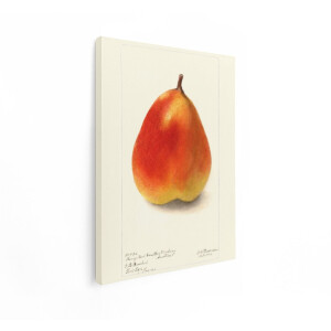 Artaza Canvas Schilderij Gedetailleerde Illustratie van een Rode en Gele Peer - Koning Karl Von Württemberg - 90x120 cm - Groot - Wanddecoratie Woonkamer - Schilderijen - Muurdecoratie