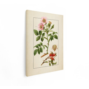 Artaza Canvas Schilderij Rozenbottel - 60x80 cm - Wanddecoratie Botanische Illustratie - Muurdecoratie Vintage - Decoratie Bloemen Roze