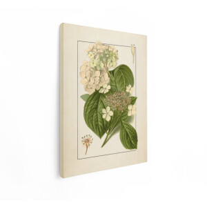 Artaza Canvas Schilderij Bloemen - 30x40 cm - Wanddecoratie Hortensia - Muurdecoratie Landelijk - Vintage Botanische Illustratie - Brocante