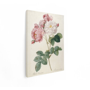 Artaza Canvas Schilderij Rozen - 30x40 cm - Wanddecoratie Botanische Illustratie - Muurdecoratie Brocante - Schilderijen Op Canvas Vintage
