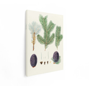 Artaza Canvas Schilderij Dennenappels - 30x40 cm - Wanddecoratie Botanisch - Muurdecoratie Naalden - Schilderijen Op Canvas Natuur