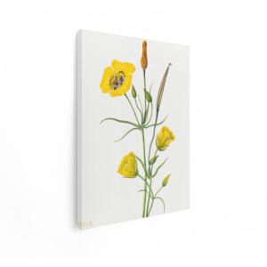 Artaza Canvas Schilderij Gedetailleerde Botanische Illustratie van Gele Bloemen met Knoppen en Zaaddozen - 30x40 cm - Klein - Wanddecoratie Woonkamer - Schilderijen - Muurdecoratie