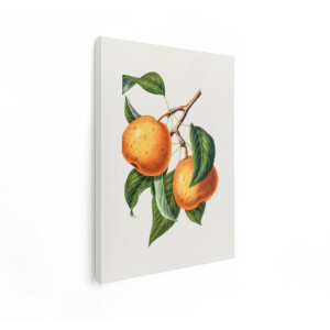 Artaza Canvas Schilderij Fruit - 90x120 cm - Wanddecoratie Keuken - Muurdecoratie Vintage Botanisch - Decoratie Peren Tak