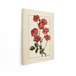 Artaza Canvas Schilderij Klassieke Illustratie van de 'Edith Cavell' Roos met Rode Bloemen en Groene Bladeren - 60x80 cm - Wanddecoratie Woonkamer - Schilderijen - Muurdecoratie
