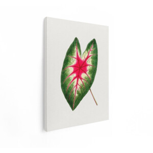 Artaza Canvas Schilderij Tropisch Blad - 30x40 cm - Botanische Muurdecoratie Vintage - Wanddecoratie Planten Roze - Kamer Accessoires