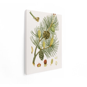 Artaza Canvas Schilderij Botanisch - 90x120 cm - Vintage Wanddecoratie Dennentak - Muurdecoratie Natuur - Decoratie Boom Kegels