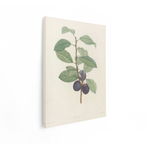 Artaza Canvas Schilderij Pruimen - 60x80 cm - Botanische Wanddecoratie - Muurdecoratie Vintage Fruit - Decoratie Pruimtak Bladeren