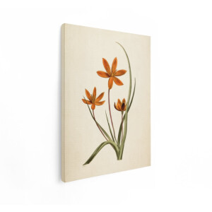 Artaza Canvas Schilderij Bloemen - 60x80 cm - Wanddecoratie Vintage - Muurdecoratie Botanische Illustratie - Decoratie Woonkamer - Oranje