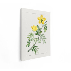 Artaza Canvas Schilderij Vintage Botanische Illustratie van Gele Bloemen en Groene Bladeren op een Tak - 30x40 cm - Klein - Wanddecoratie Woonkamer - Schilderijen - Muurdecoratie