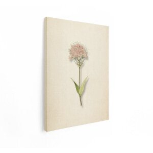 Artaza Canvas Schilderij Roze Bloem - 60x80 cm - Wanddecoratie Vintage Botanisch - Muurdecoratie Bloemen - Decoratie Slaapkamer