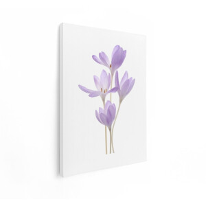 Artaza Canvas Schilderij Krokus - 90x120 cm - Wanddecoratie Bloemen - Muurdecoratie Lente - Decoratie Woonkamer - Paars