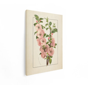 Artaza Canvas Schilderij Roze Bloesem - 30x40 cm - Wanddecoratie Bloemen Vintage - Muurdecoratie Botanische Illustratie - Schilderijen Op Canvas
