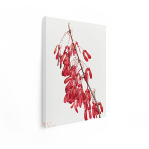 Artaza Canvas Schilderij Gedetailleerde Illustratie van Rode Esdoornzaadjes aan een Tak met Witte Achtergrond - 60x80 cm - Wanddecoratie Woonkamer - Schilderijen - Muurdecoratie