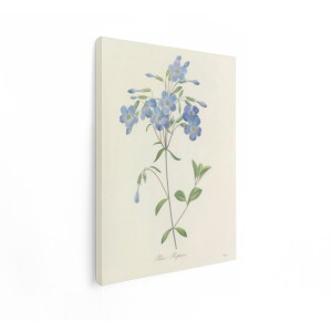 Artaza Canvas Schilderij Gedetailleerde Botanische Illustratie van Phlox Reptans Bloemen en Bladeren - 30x40 cm - Klein - Wanddecoratie Woonkamer - Schilderijen - Muurdecoratie