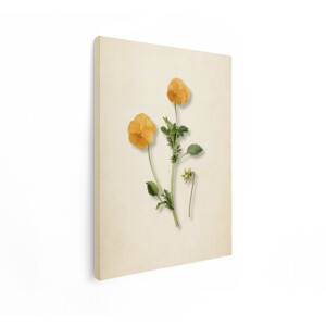 Artaza Canvas Schilderij Gedetailleerde Aquarelillustratie van twee Oranje Viooltjes met Bladeren en een Knop - 60x80 cm - Wanddecoratie Woonkamer - Schilderijen - Muurdecoratie