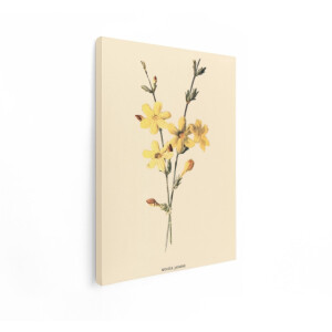 Artaza Canvas Schilderij Gele Bloemen - 30x40 cm - Vintage Wanddecoratie Botanisch - Muurdecoratie Jasmijn - Decoratie Woonkamer
