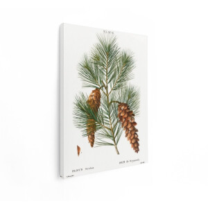 Artaza Canvas Schilderij Gedetailleerde Illustratie van de Witte Dennenboom met Dennenappels en Naalden - 30x40 cm - Klein - Wanddecoratie Woonkamer - Schilderijen - Muurdecoratie