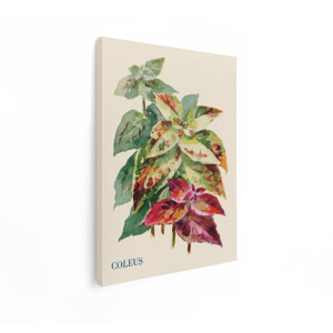 Artaza Canvas Schilderij Gekleurde Bladeren van Coleus Planten in een Aquarelillustratie - 30x40 cm - Klein - Wanddecoratie Woonkamer - Schilderijen - Muurdecoratie