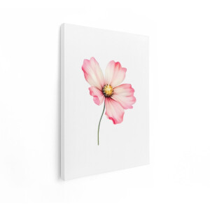 Artaza Canvas Schilderij Roze Bloem - 90x120 cm - Wanddecoratie Bloemen - Muurdecoratie Kosmosbloem - Decoratie Slaapkamer - Roze