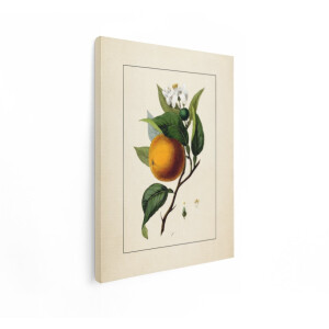 Artaza Canvas Schilderij Botanisch - 30x40 cm - Wanddecoratie Sinaasappelboom - Muurdecoratie Vintage Fruit - Decoratie Bloesem - Kamer Accessoires